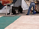 feria metepec 05 (183)